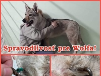 Ďalší týraný pes v košickom útulku zvierat Ďalší týraný pes v košickom útulku zvierat