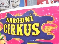 Cirkus Aleš dostal od primátora Pezinka zákaz vystúpiť. 