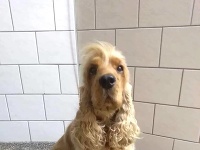Tohto psíka sa v Česku podarilo zachrániť.
