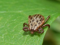 Dermacentor reticulatus, pijak lužný. Dermacentor reticulatus, pijak lužný.