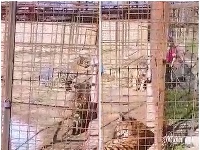Ženu uhryzol tiger. Ženu uhryzol tiger.