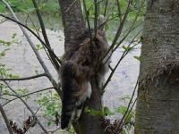 V obciach Radošovce a Jaslovské Bohunice našli na stromoch mŕtve mačky.