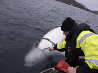 Veľryba s postrojom ruskej výroby spustila poplach