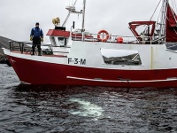 Veľryba s postrojom ruskej výroby spustila poplach