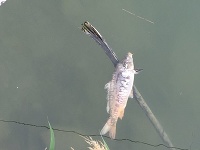 Uhynuté ryby na Štrkovci