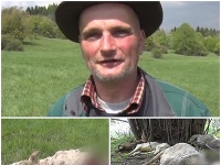 V Handlovej útočí vlk. V Handlovej útočí vlk.