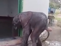 Ellie sa zotavuje Ellie sa zotavuje