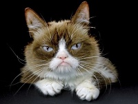  Grumpy Cat