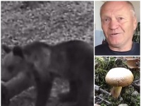 Hubára napadol medveď. Hubára napadol medveď.