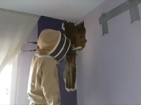 Včelár skúma hniezdo Včelár skúma hniezdo