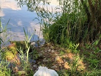 Labute zo Štrkoveckého jazera nemali toľko šťastia.