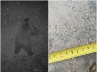 Na snímke medveď, ktorého pohyb bol zaznamenaný koncom mája pri Pezinku.