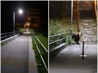 Medveď v Hrabovskej doline. Medveď v Hrabovskej doline.