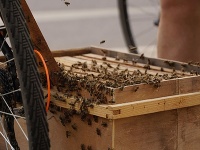 Pre včely z bicykla prišiel skúsený včelár. 