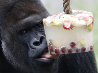 Na snímke samica gorily nížinnej Kijivu sa ochladzuje so zmrzlinou pripravenou z ovocia počas horúčav v pražskej ZOO 6. júna 2019. 