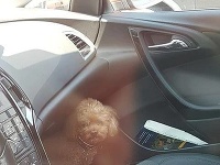 Bratislavská polícia sa zoberá prípadom, kedy vodička nechala zatvoreného psa v rozhorúčenom aute.