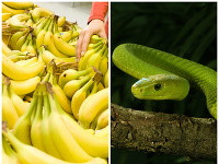 Had v banánoch.