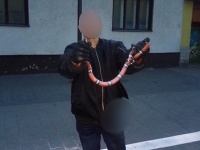 Jedovatý had? Podľa odborníka ide o neškodného tvora. Jedovatý had? Podľa odborníka ide o neškodného tvora.