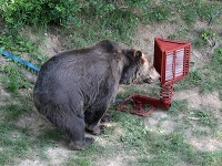 Medveď Žabo v zoo testoval pohyblivý odpadkový kôš