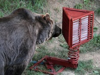 Medveď Žabo v zoo testoval pohyblivý odpadkový kôš