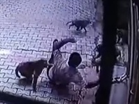 Muža napadli agresívne opice. Muža napadli agresívne opice.