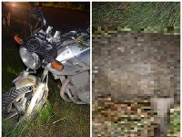 Zrážka motorkára s diviakom. Zrážka motorkára s diviakom.