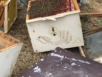 Snímka zachytáva zničený úľ. Je na nej vidieť aj medvediu stopu.