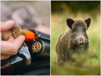 Hlavný veterinárny lekár vyhlásil lov diviačej zveri aj formou zakázaného spôsobu lovu Hlavný veterinárny lekár vyhlásil lov diviačej zveri aj formou zakázaného spôsobu lovu