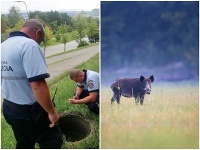 Polícia našla nevládne zviera v šachte Polícia našla nevládne zviera v šachte