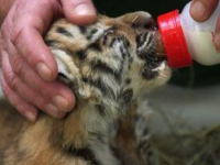 Dve tigríčatá odobraté z bytu občianky SR uhynuli v zoo vo Viedni Dve tigríčatá odobraté z bytu občianky SR uhynuli v zoo vo Viedni