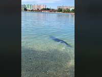 Sumca sa niektorí báli, iní ho obdivovali. Sumca sa niektorí báli, iní ho obdivovali.