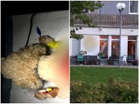 Dohrýzený psík takmer neprežil Dohrýzený psík takmer neprežil