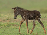 Bodkovaná zebra je veľkou raritou Bodkovaná zebra je veľkou raritou