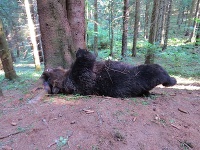Zastrelený medveď v národnom parku. 