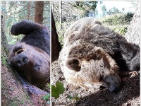 Mŕtvy medveď v NP Veľká Fatra. Mŕtvy medveď v NP Veľká Fatra.