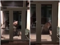 Medveď pri policajnej stanici v Smokovci. Medveď pri policajnej stanici v Smokovci.