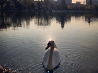 Na Štrkoveckom jazere sa znova objavili labute. Na Štrkoveckom jazere sa znova objavili labute.
