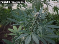 Pestovateľovi marihuany z Bučian dali stopku