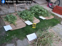 Pestovateľovi marihuany z Bučian dali stopku Pestovateľovi marihuany z Bučian dali stopku
