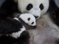 Pandie mláďatá, ktoré sa narodili v auguste v berlínskej zoo, tento týždeň po prvý raz otvorili oči. Pandie mláďatá, ktoré sa narodili v auguste v berlínskej zoo, tento týždeň po prvý raz otvorili oči.
