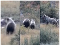 Medvedia rodinka v Javorovej doline. Medvedia rodinka v Javorovej doline.
