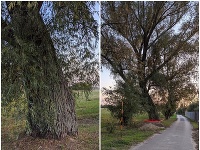 Vŕba v Dolných Zeleniciach. Vŕba v Dolných Zeleniciach.