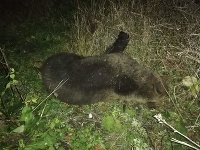 Ďalší zrazený medveď v okrese Prievidza.