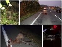 Ďalší zrazený medveď v okrese Prievidza. Ďalší zrazený medveď v okrese Prievidza.