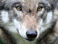 Vlk dravý (Canis lupus) Vlk dravý (Canis lupus)