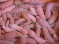Urechis unicinctus Urechis unicinctus