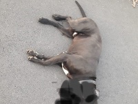 Polícia pomohla žene pri útoku bojových psov Polícia pomohla žene pri útoku bojových psov