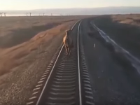 VIDEO Vlak nabral hodinové