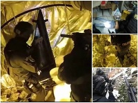 Slováci mali pestovať rastliny rodu Cannabis Slováci mali pestovať rastliny rodu Cannabis
