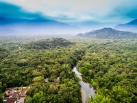 Amazon Forest